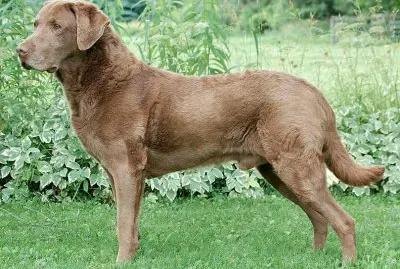 Chesapeake bay retriever