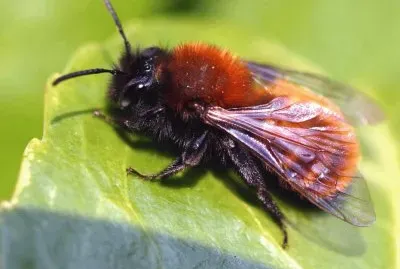 Andrena fulva jigsaw puzzle