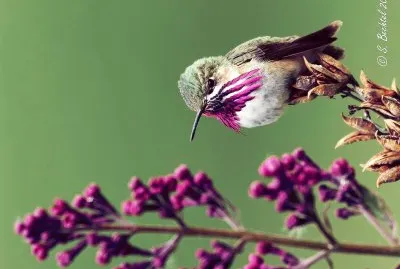 פאזל של natural