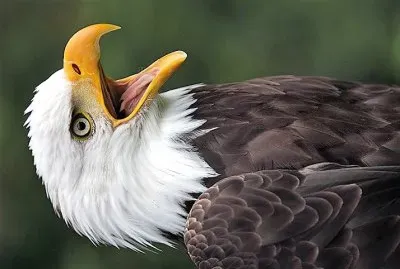 פאזל של natural