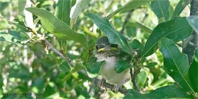 פאזל של natural