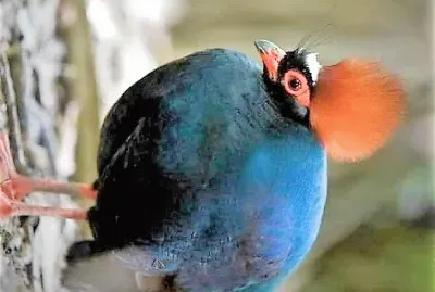 פאזל של natural