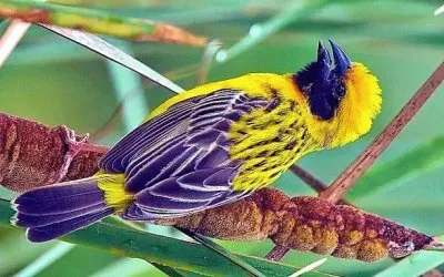 פאזל של natural