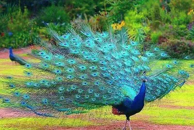 פאזל של natural