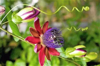 flores jigsaw puzzle