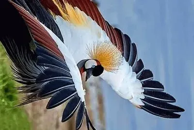 פאזל של natural