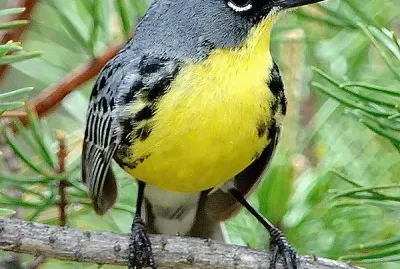 פאזל של natural