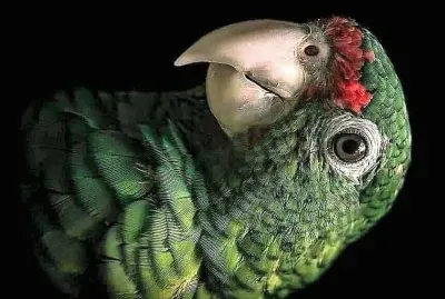 פאזל של natural