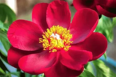 flores jigsaw puzzle