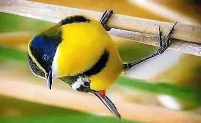 פאזל של natural