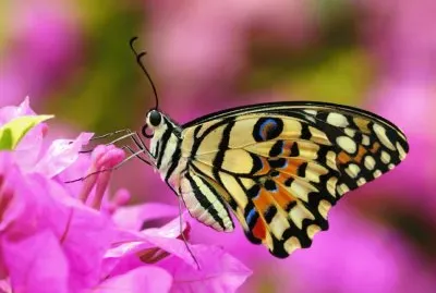 borboleta jigsaw puzzle