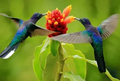 פאזל של beija-flor