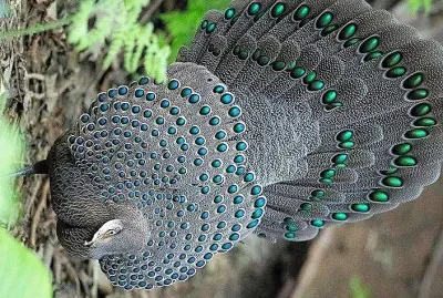 natural jigsaw puzzle