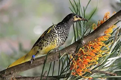 natural jigsaw puzzle