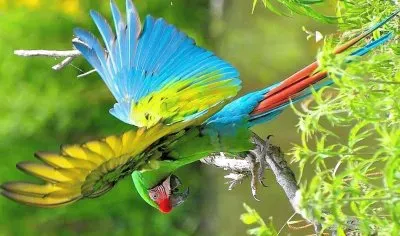 natural jigsaw puzzle