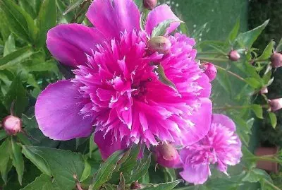 flores