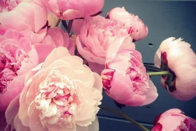 flores