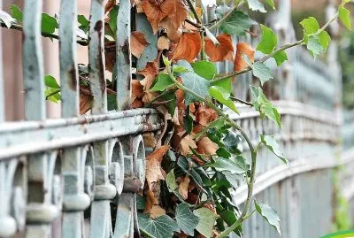 natural jigsaw puzzle