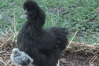 Gallina moroseta nera