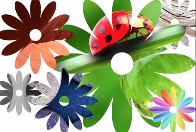 Coccinelle