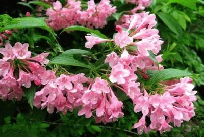 weigelia
