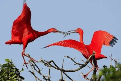 deux ibis rouges