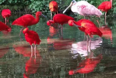 ibis rouges