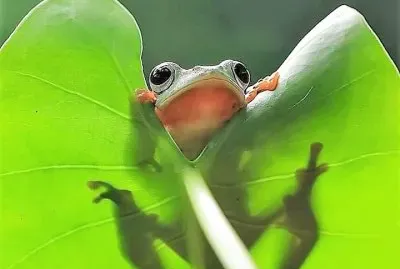 natural