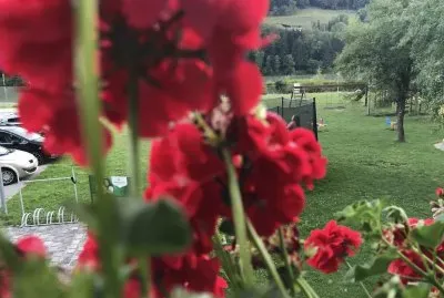 flowers in Austria