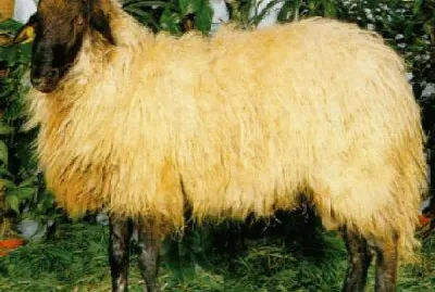 פאזל של Leccese