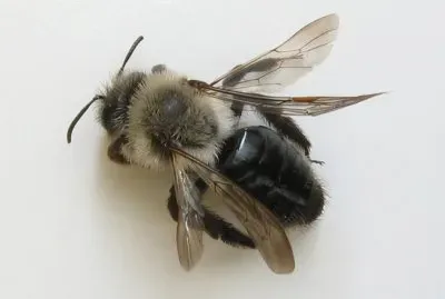 Andrena valga