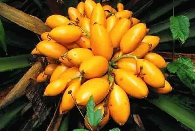 פאזל של frutas