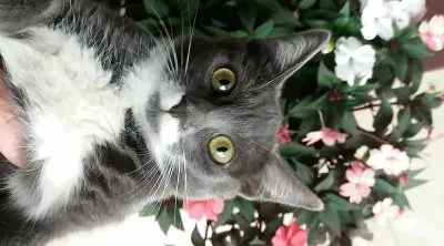 פאזל של natural