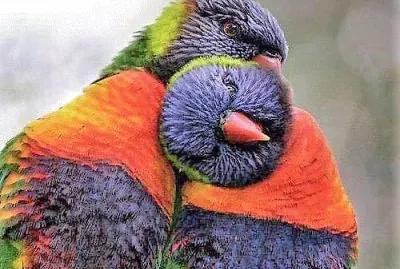 פאזל של natural