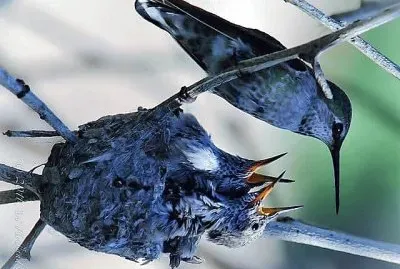 פאזל של natural