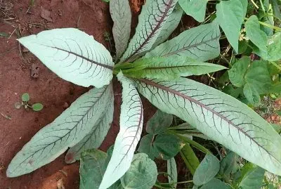 natural