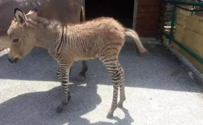 פאזל של Zonkey