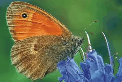 פאזל של butterfly