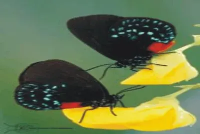 פאזל של Butterfly