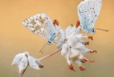 Butterfly jigsaw puzzle