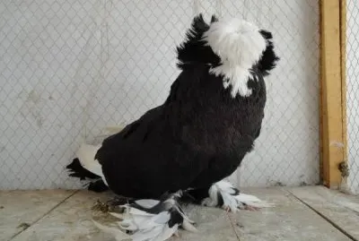 Colombo tamburo bokhara