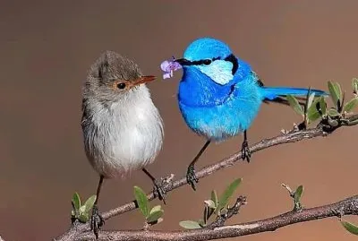 פאזל של natural