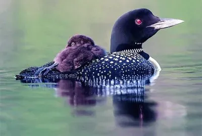 פאזל של natural