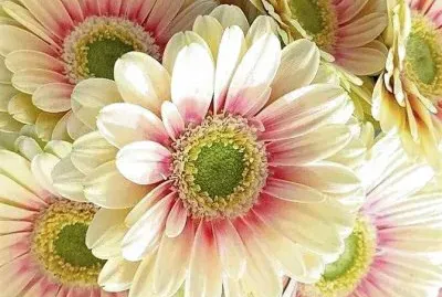 flores