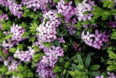 flores