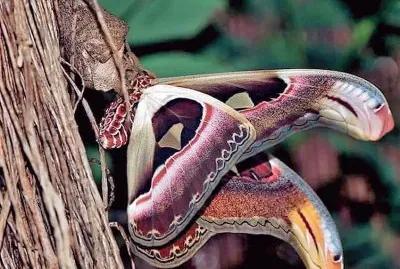 פאזל של natural