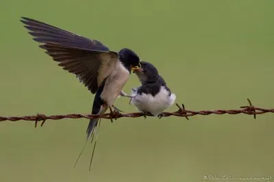 פאזל של hirondelles