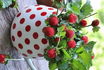 frutas
