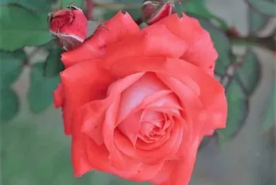 flores