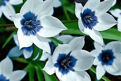 flores